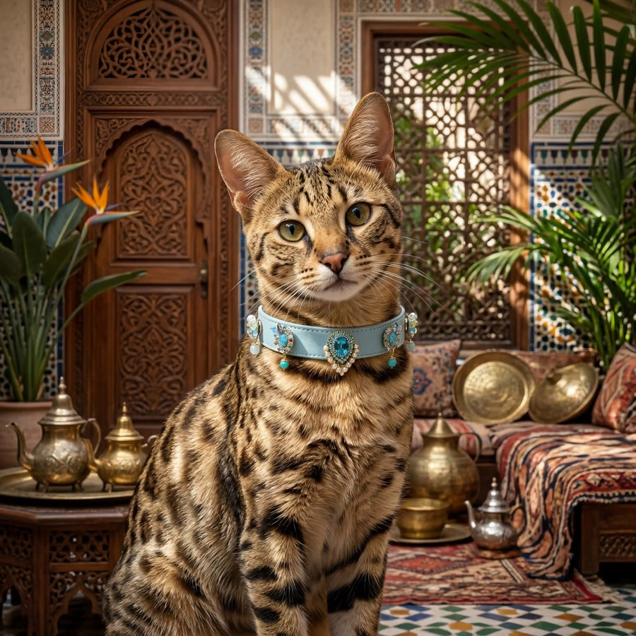 Cat wearing Vanderclix Tidal blue collar — full body