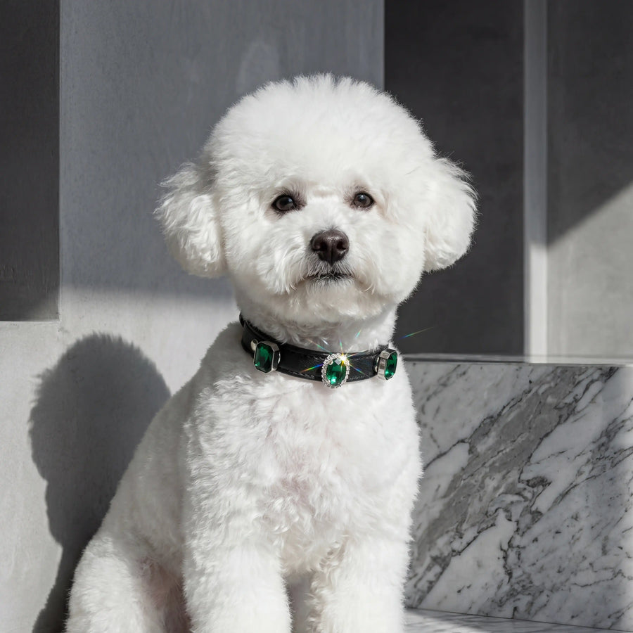 Dog wearing Vanderclix  Vintage Oval black collar— indoor