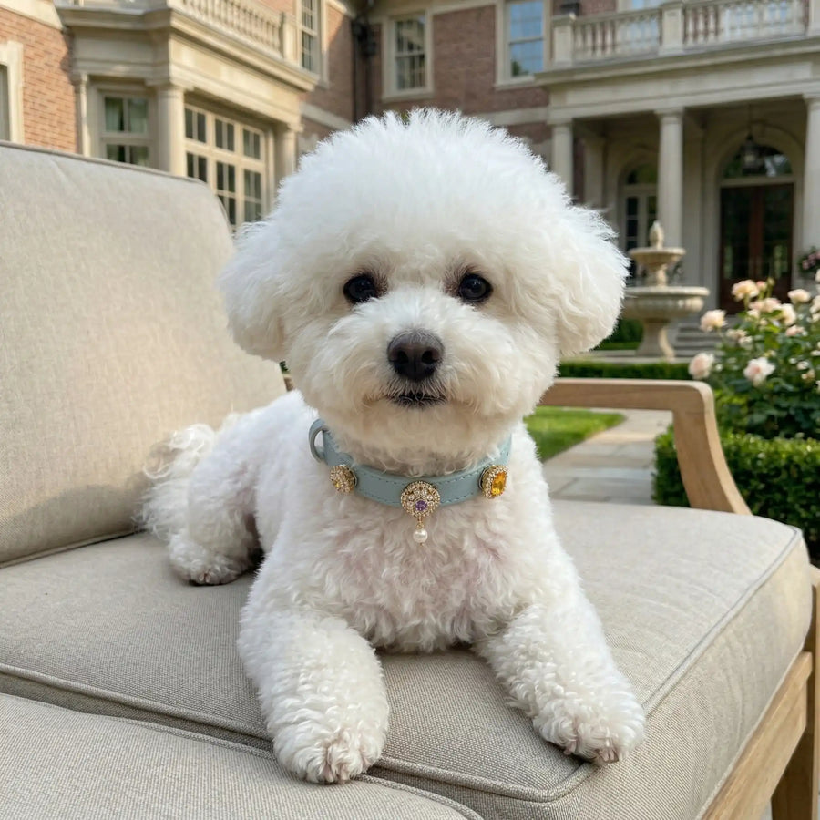  Dog wearing Vanderclix Charmed blue collar— outdoor