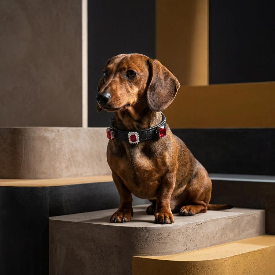 Dog wearing Vanderclix Obsidian black collar — on white linen