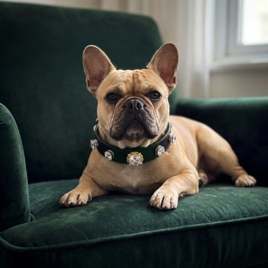 Dog wearing Vanderclix Obsidian black collar — in soft light