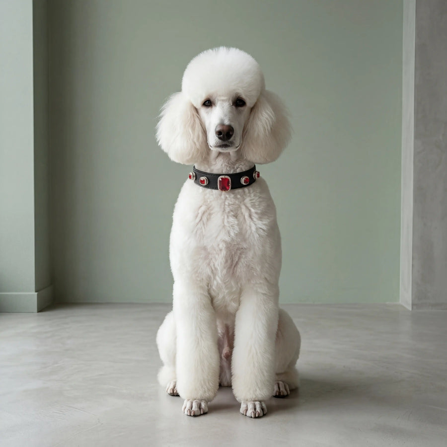 Dog wearing Vanderclix Obsidian black collar — in natural light