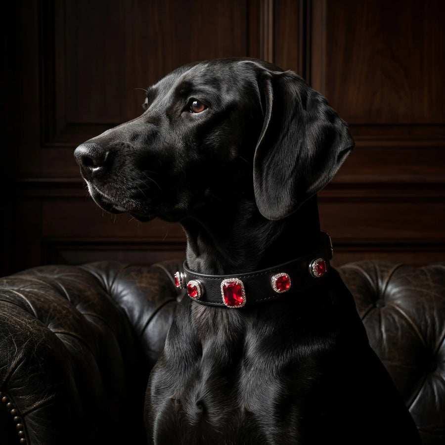 Dog wearing Vanderclix Obsidian black collar — portrait