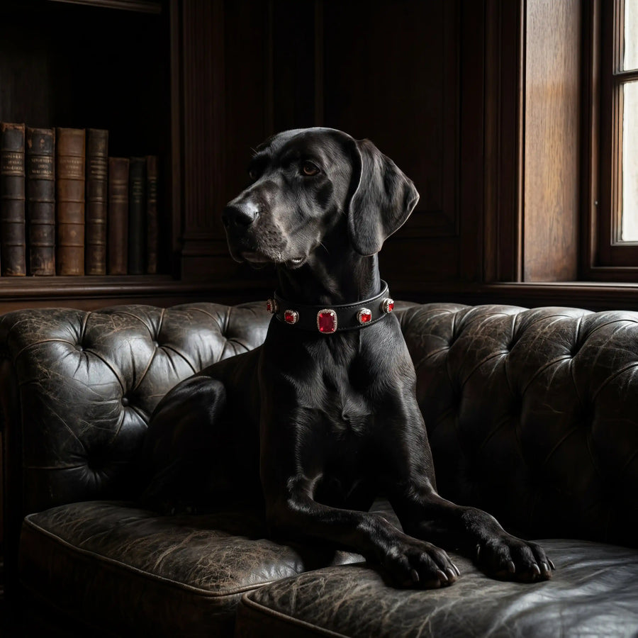 Dog wearing Vanderclix Scarlet Dusk red collar — indoor
