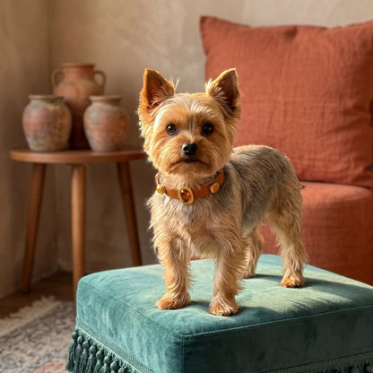 Dog wearing Vanderclix Toffee Glow brown collar— full view