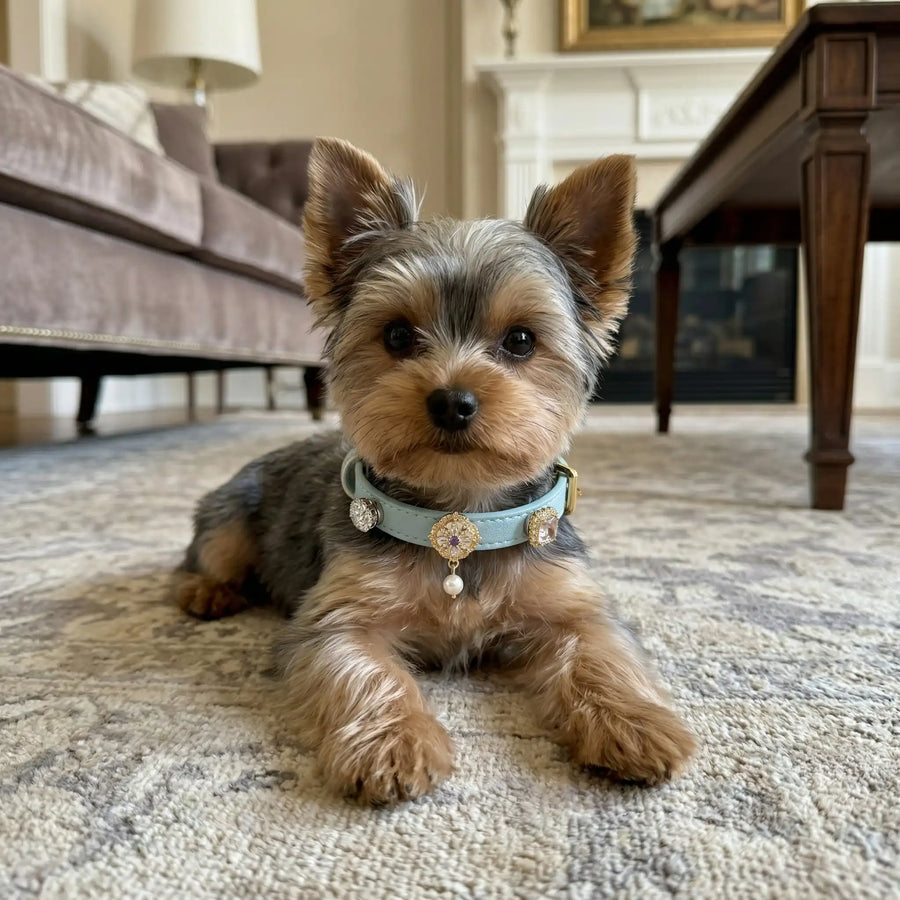 Dog wearing Vanderclix Tidal blue collar — by the window